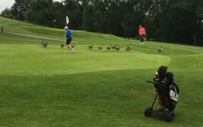 County Match Week – the final day